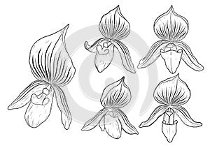 Paphiopedilum orchids set by hand drawing.