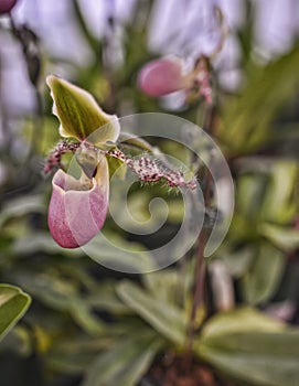 Paphiopedilum primulinum Orchid