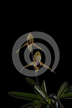 Paphiopedilum rothschildianum in bloom on black with copy space