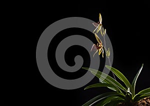 Paphiopedilum rothschildianum in bloom on black with copy space photo