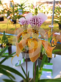 Paphiopedilum. slipper orchid.