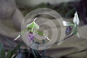 Paphiopedilum sukhakulii or Lady Slipper orchid