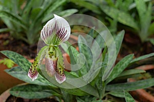 Paphiopedilum sukhakulii,Paph sukhakulii