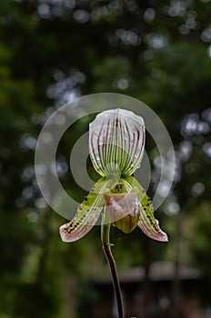 Paphiopedilum sukhakulii,Paph sukhakulii