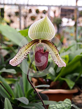 Paphiopedilum superbiens plant background photo