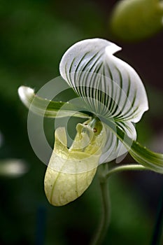 Paphiopedilum usitanum