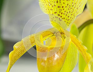 Paphiopedilum villosum