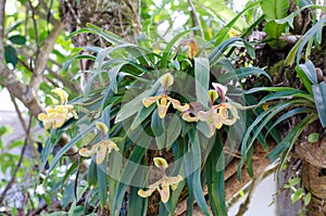 Paphiopedilum villosum