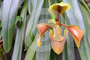 Paphiopedilum villosum, Lady`s Slipper orchid ,lad