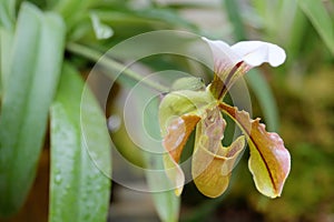 Paphiopedilum villosum (Lindl.) Stein flower