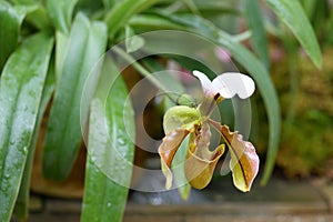 Paphiopedilum villosum (Lindl.) Stein flower