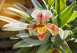 Paphiopedilum villosum Lindl. Stein or Ladyâ€™s slipper or Slipper orchid wild orchid