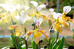 Paphiopedilum villosum orchid