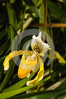 Paphiopedilum villosum orchid on nature background.