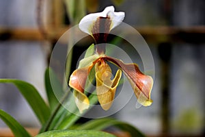 Paphiopedilum villosum, orchid from Northeast India and China