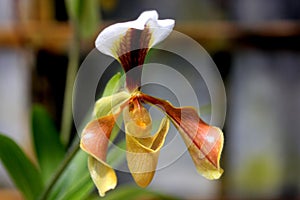 Paphiopedilum villosum, orchid from Northeast India and China