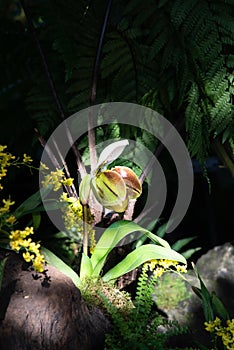 Paphiopendilum Pinocchio orchid bud ready to bloom