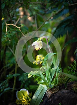 Paphiopendilum Pinocchio orchid bud ready to bloom