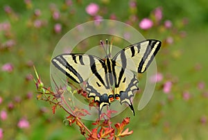 Papilio alexanor 308