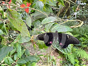 Papilio anchisiades butterfly on a leaf