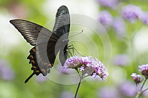 Papilio bianor on flower