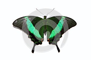 Papilio blumei butterfly isolated on white