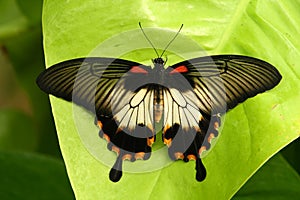 Papilio butterfly