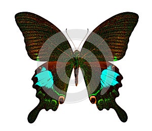 Papilio carna carnatus on a white background photo