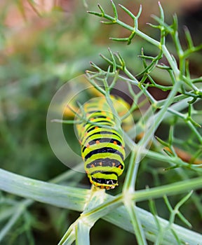 Papilio caterpillar polyxenes