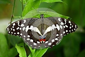 Papilio demodocus