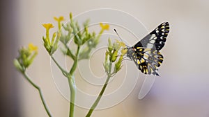 Papilio demodocus butterfly on yellow flower