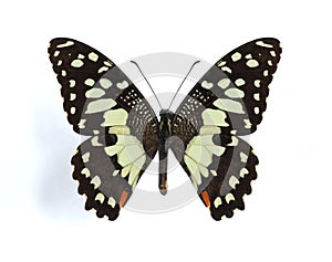 Papilio demodocus (Citrus butterfly)