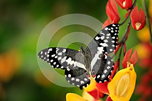 Papilio demodocus, citrus swallowtail or Christmas butterfly on the red and yellow flower in the nature habitat. Beautiful insect