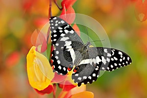 Papilio demodocus, citrus swallowtail or Christmas butterfly on the red and yellow flower in the nature habitat. Beautiful insect