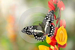 Papilio demodocus, citrus swallowtail or Christmas butterfly on the red and yellow flower in the nature habitat. Beautiful insect