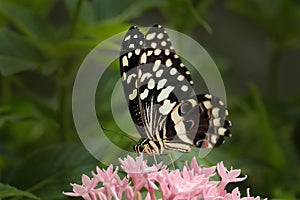 Papilio demodocus, citrus swallowtail or Christmas butterfly on the red and yellow flower in the nature habitat. Beautiful insect