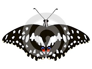 Papilio demoleus butterfly