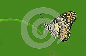 Papilio demoleus,Butterfly photo