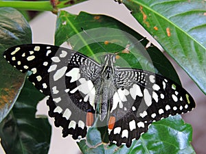 Papilio demoleus butterfly inside the Dubai Butterfly Garden