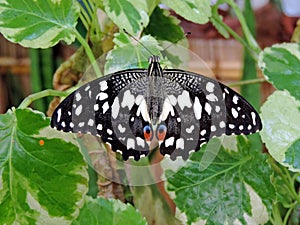 Papilio demoleus butterfly inside the Dubai Butterfly Garden