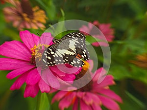 Papilio demoleus butterfly in top of red zinnia flower