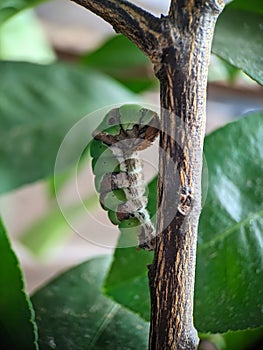 Papilio demoleus/cocoon butterfly