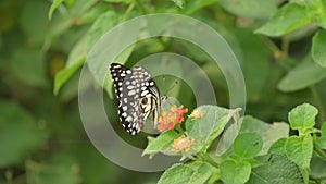 Papilio demoleus is a common and widespread swallowtail butterfly