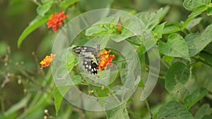 Papilio demoleus is a common and widespread swallowtail butterfly