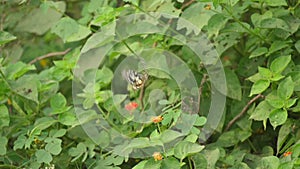 Papilio demoleus is a common and widespread swallowtail butterfly