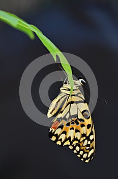 Papilio demoleus libanius butterfly