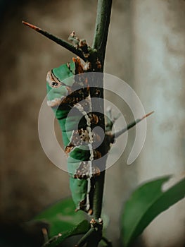 Papilio Demoleus orange leaf caterpillar