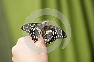 Papilio Demoleus sitting on human finger. Hand butterfly