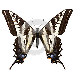 Papilio eurymedon