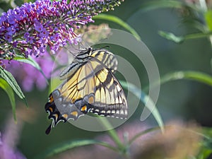 Papilio glaucus, eastern tiger swallowtail